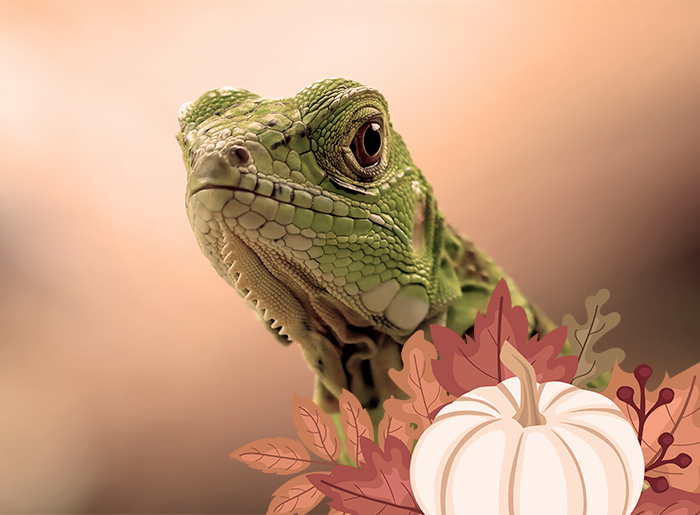 Stage zoofresque automne